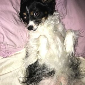 Meet your Posher, Noel